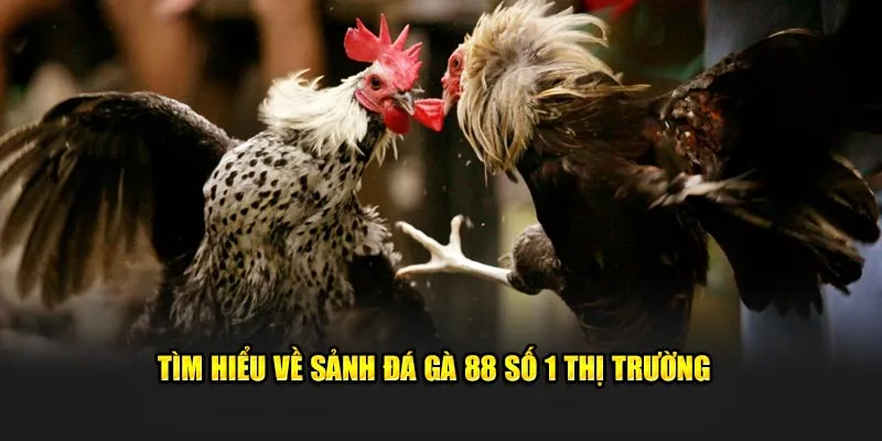 Tìm hiểu về sảnh Đá Gà 88 số 1 thị trường 